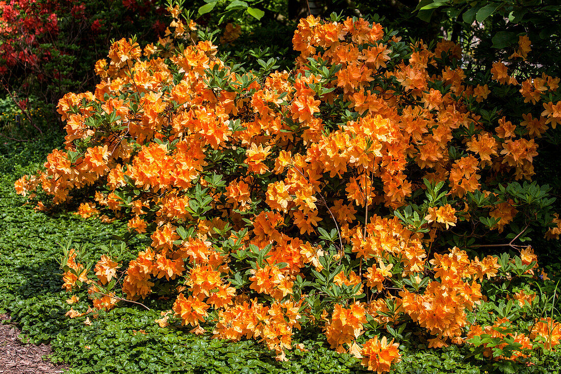 Rhododendron molle 'Doctor Reichenbach'