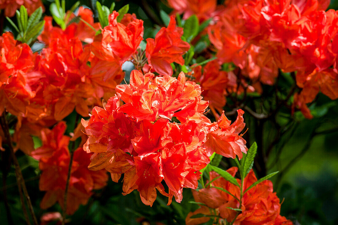 Rhododendron molle 'Dr. M. Oosthoek