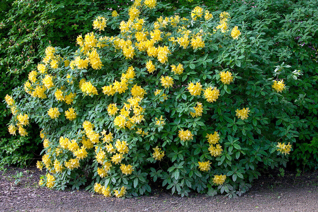 Rhododendron luteum 'Moorgold