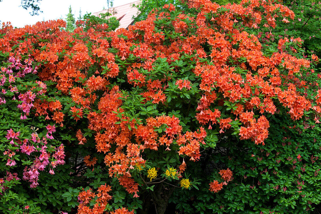 Rhododendron luteum 'Dulcinae' 'Dulcinae