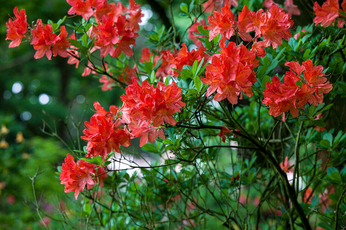 Rhododendron molle 'Willem Hardijzer'
