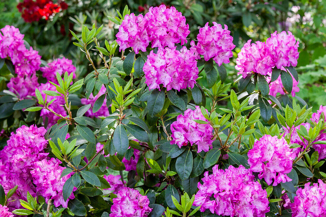 Rhododendron williamsianum 'Andrea'