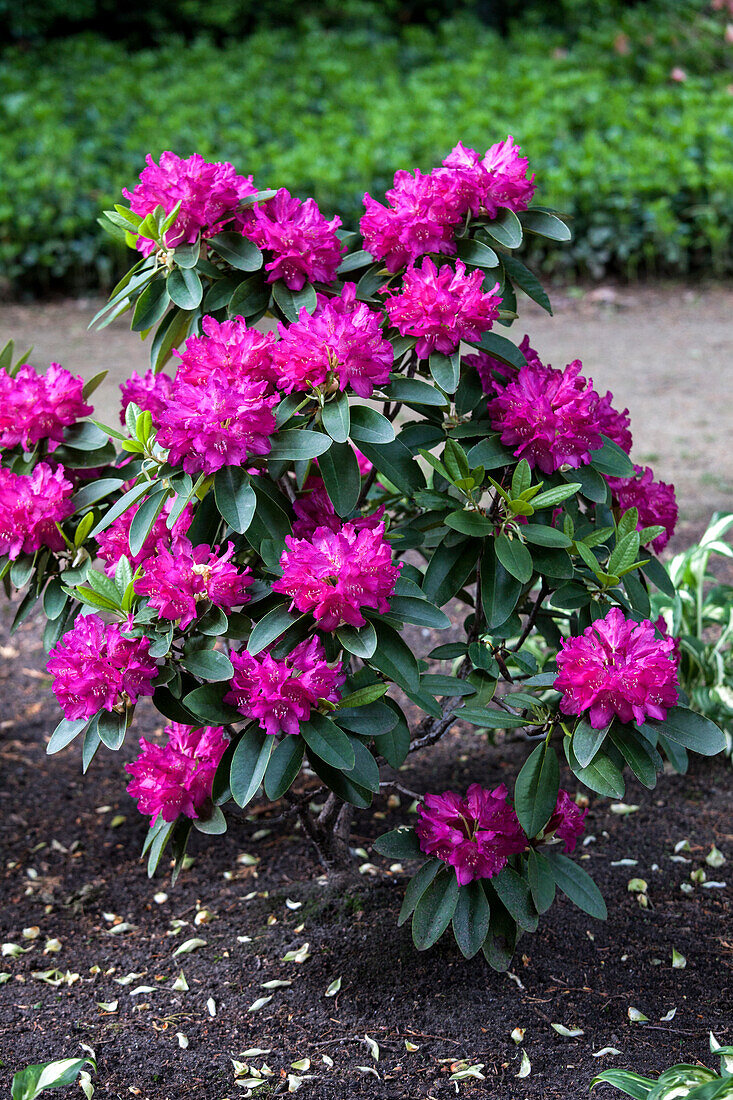 Rhododendron 'Granat'