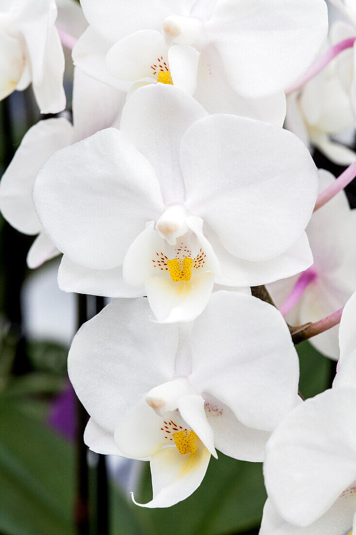 Phalaenopsis Dido 9