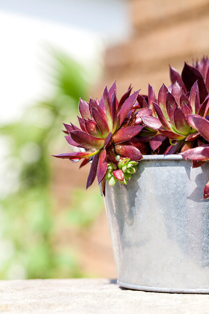 Sempervivum