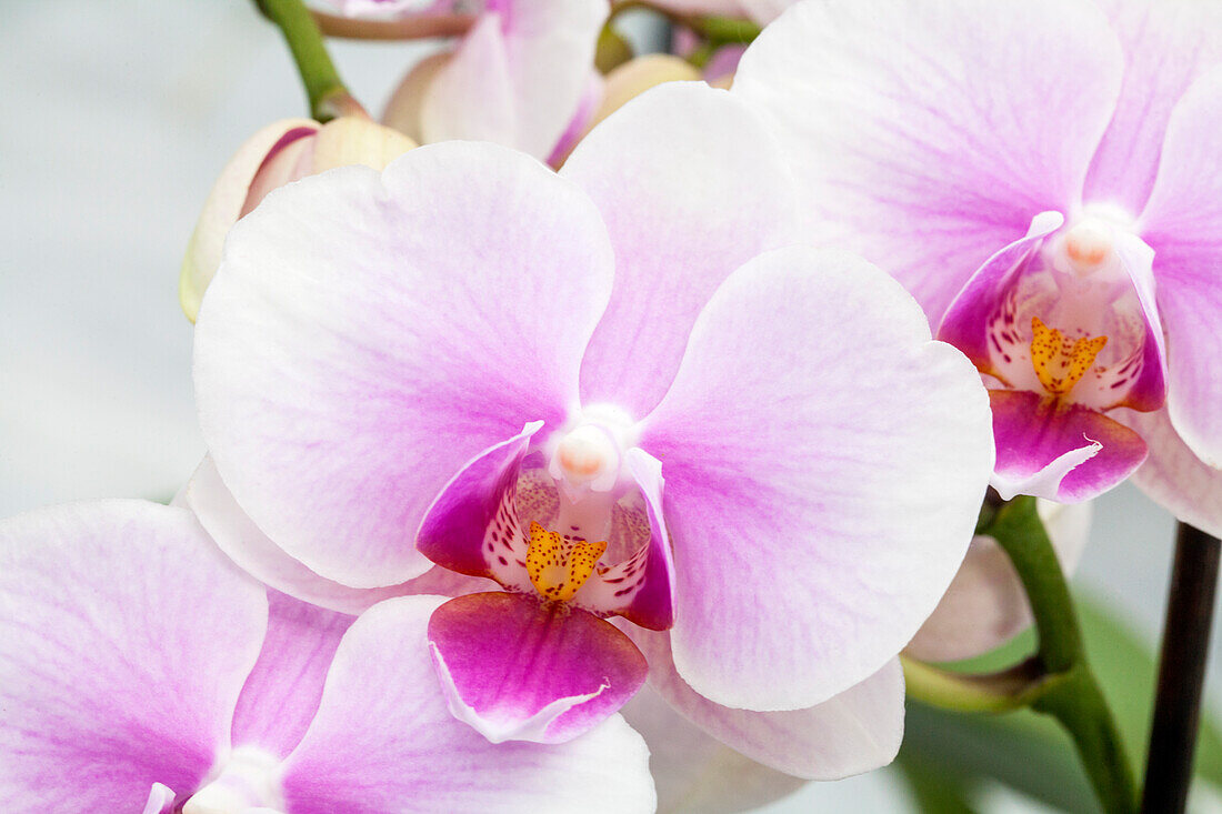 Phalaenopsis Jarita 1