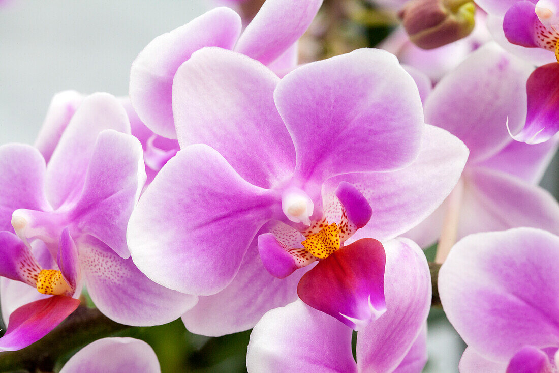 Phalaenopsis 'Luca 11'