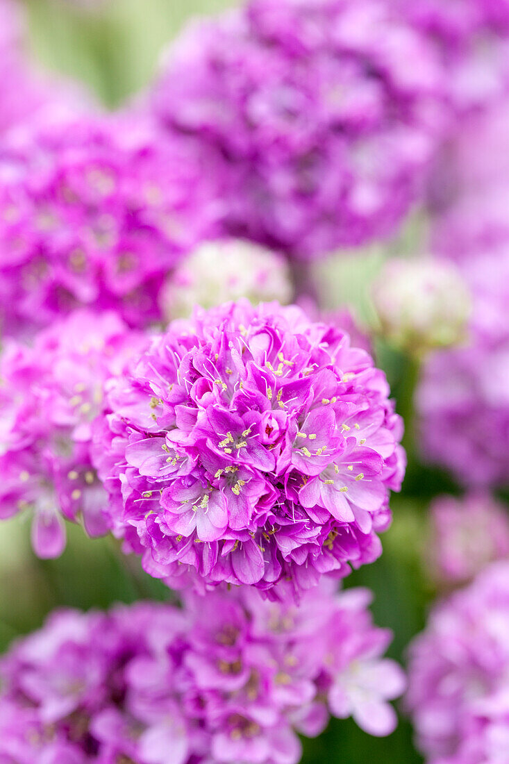 Armeria pseudarmeria 'Ballerina Lilac'