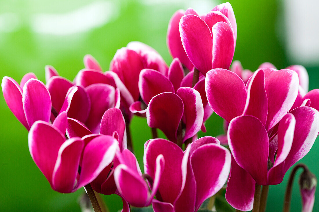 Cyclamen persicum Fantasia® 'Magenta'