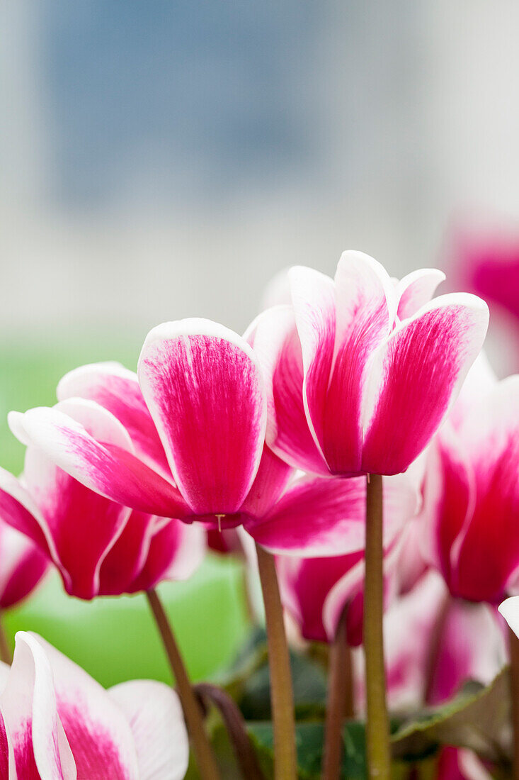 Cyclamen persicum Fantasia® 'Magenta'