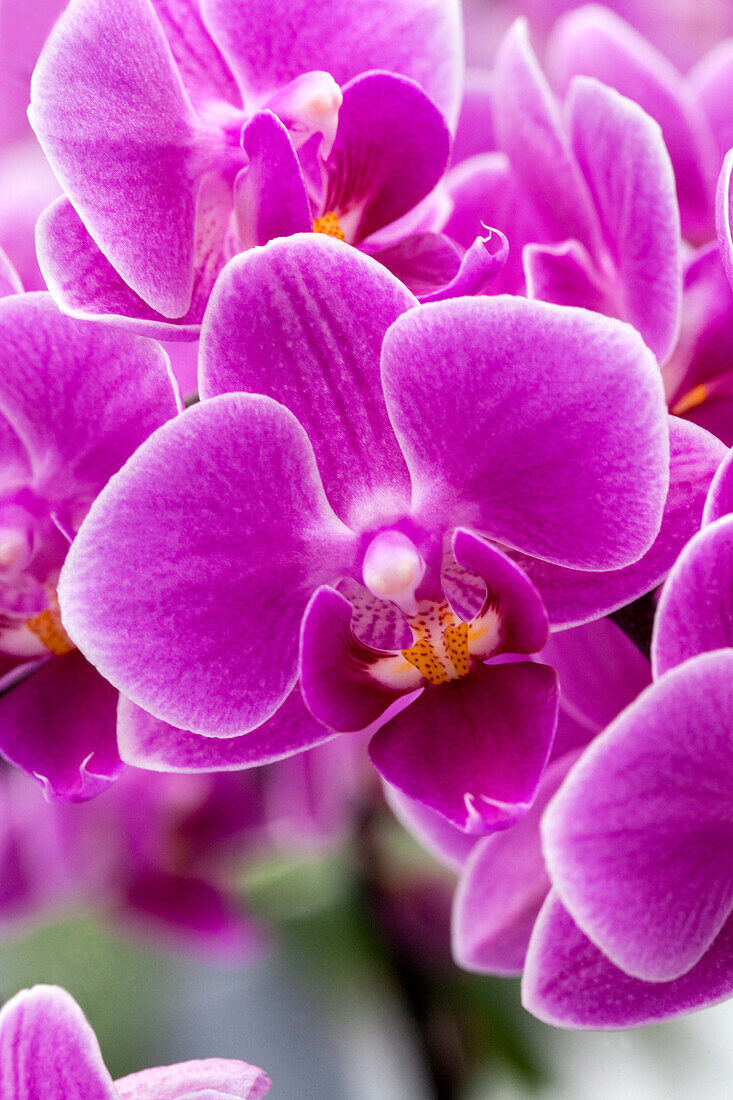 Phalaenopsis 'Wanda 7'.