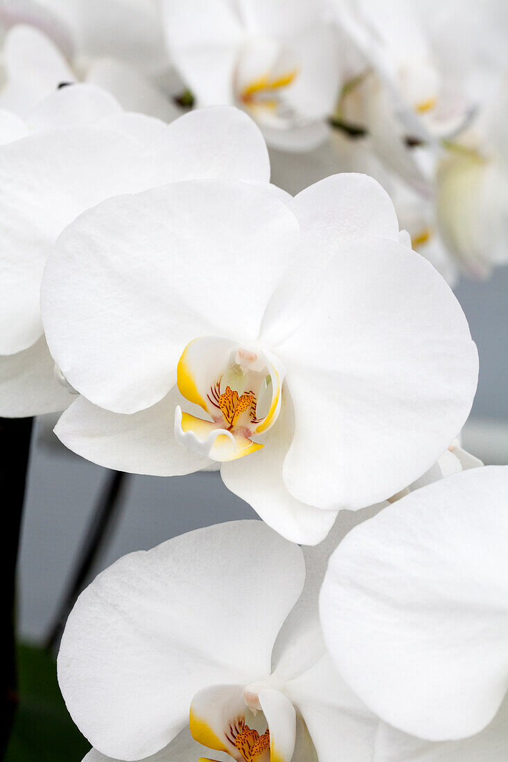 Phalaenopsis 'Yvaine 2'