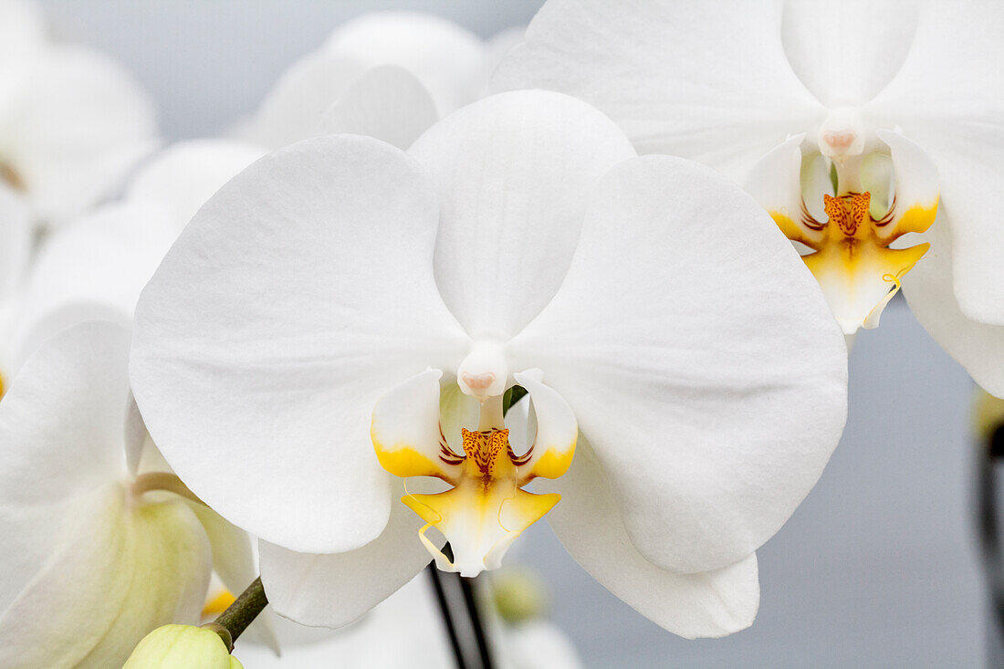 Phalaenopsis 'Gerda