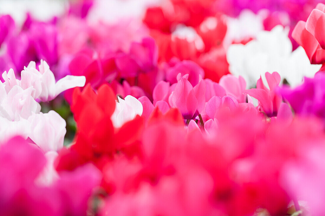 Cyclamen persicum 'Decora'