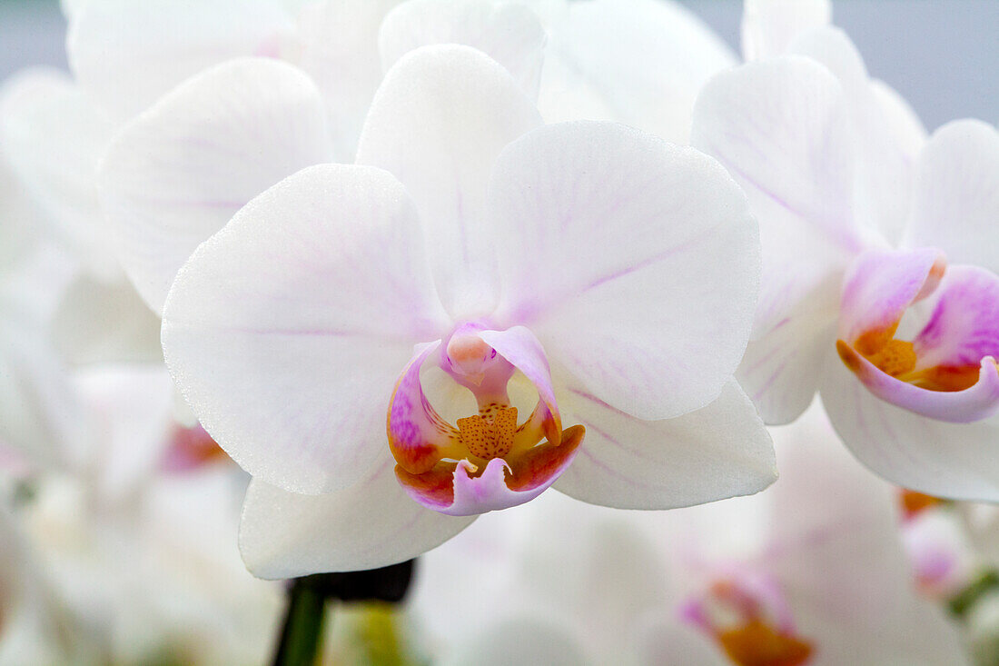 Phalaenopsis 'Delilah 16'