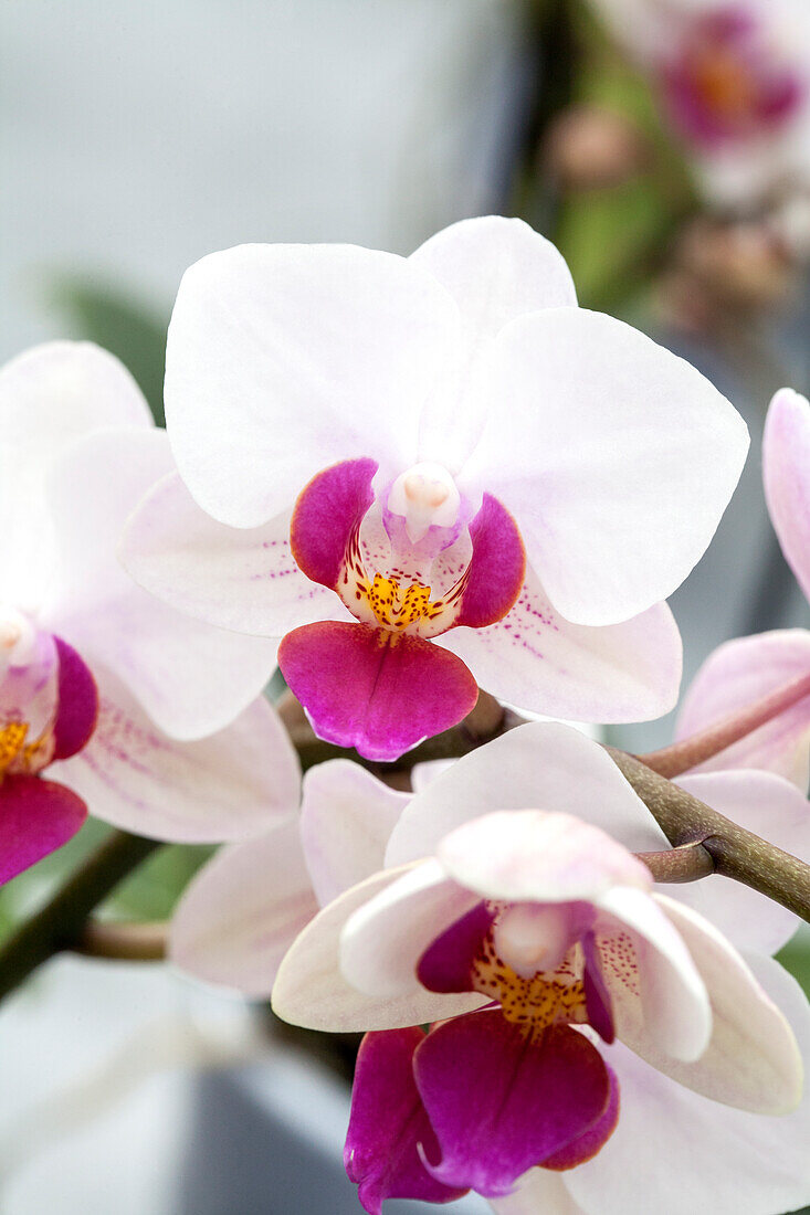 Phalaenopsis 'Hillary 7'