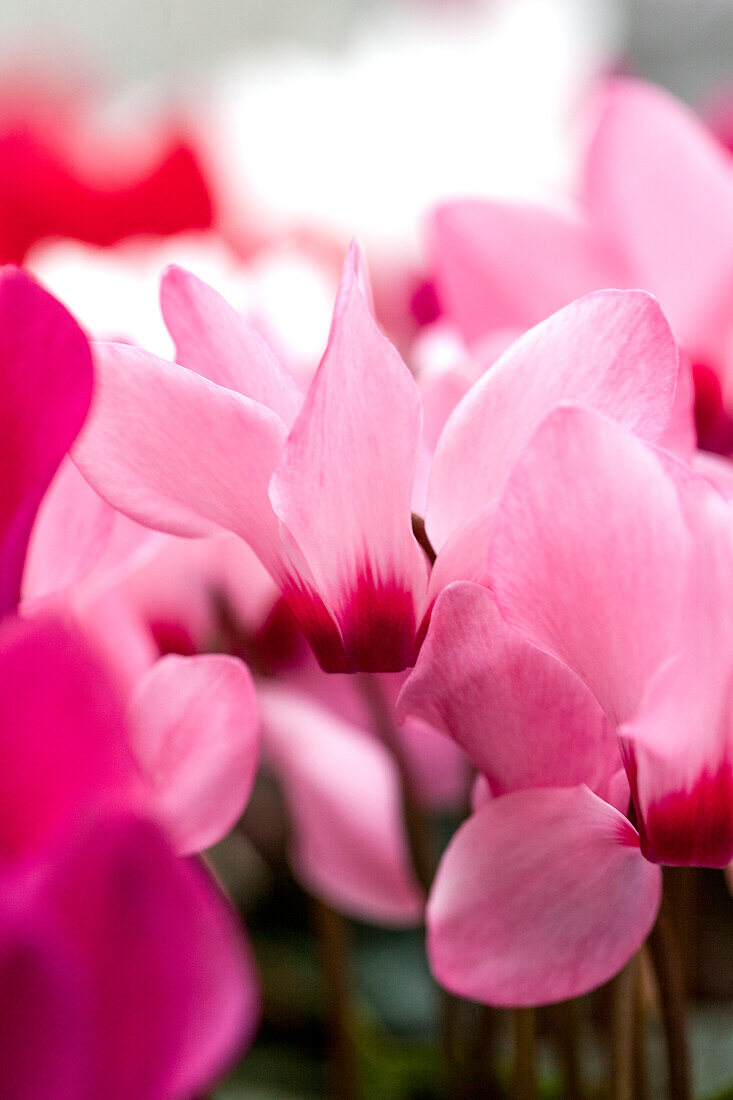 Cyclamen persicum 'Rosa mit Auge'