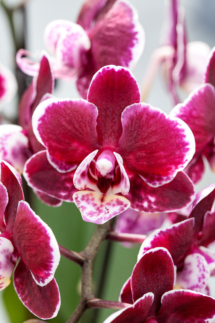 Phalaenopsis 'Claire 3'