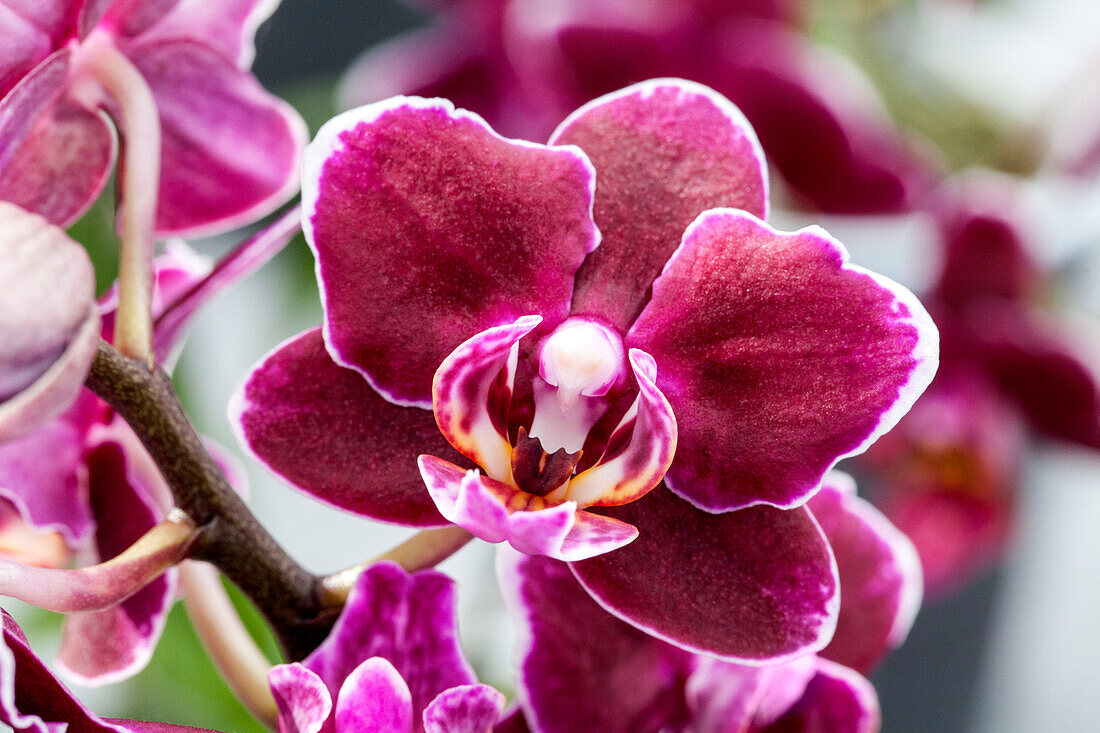 Phalaenopsis 'Aliyah 29'