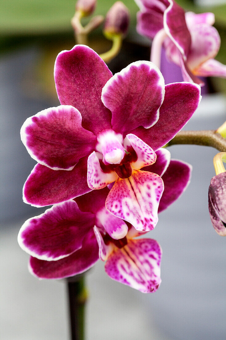 Phalaenopsis 'Jordan 14'