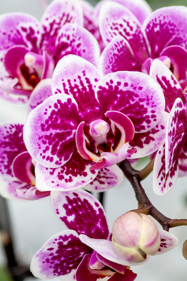 Phalaenopsis 'Maggie 1'