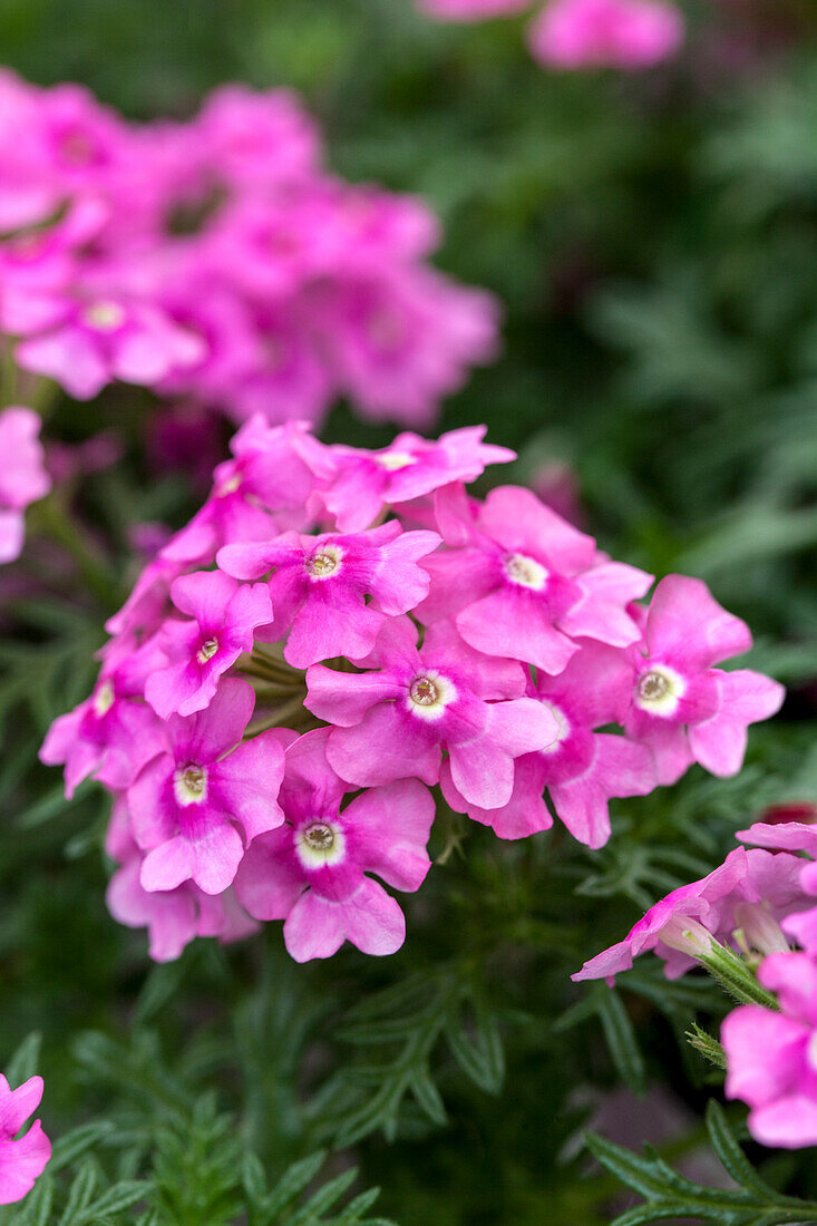 Verbena Vectura® 'Pink'