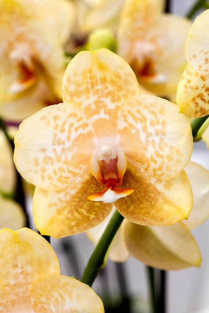 Phalaenopsis 'Anabell 1'