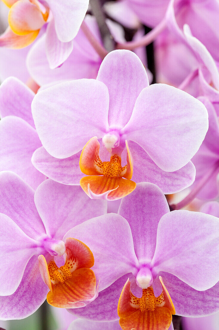 Phalaenopsis 'Nanni'