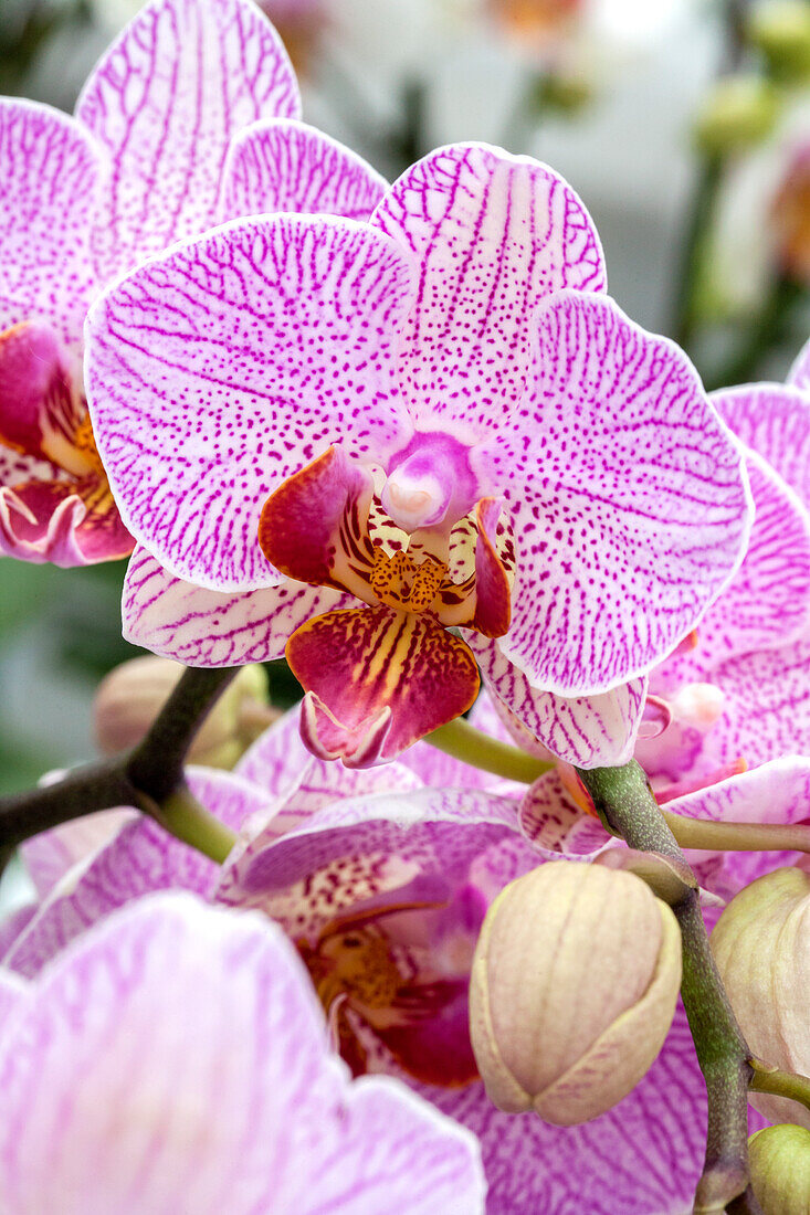 Phalaenopsis Keisha 4