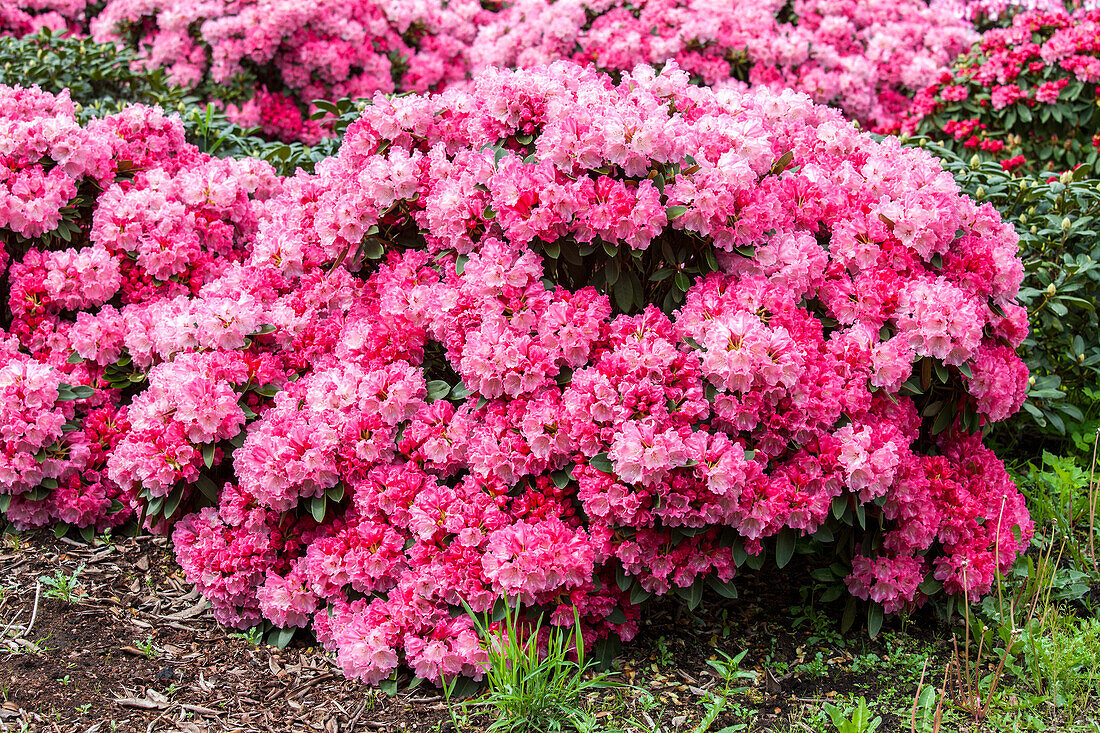 Rhododendron yakushimanum, rosa