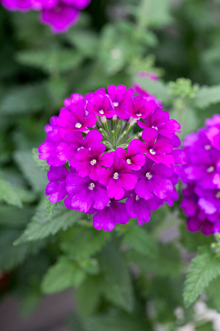 Verbena Samira® 'Purple'
