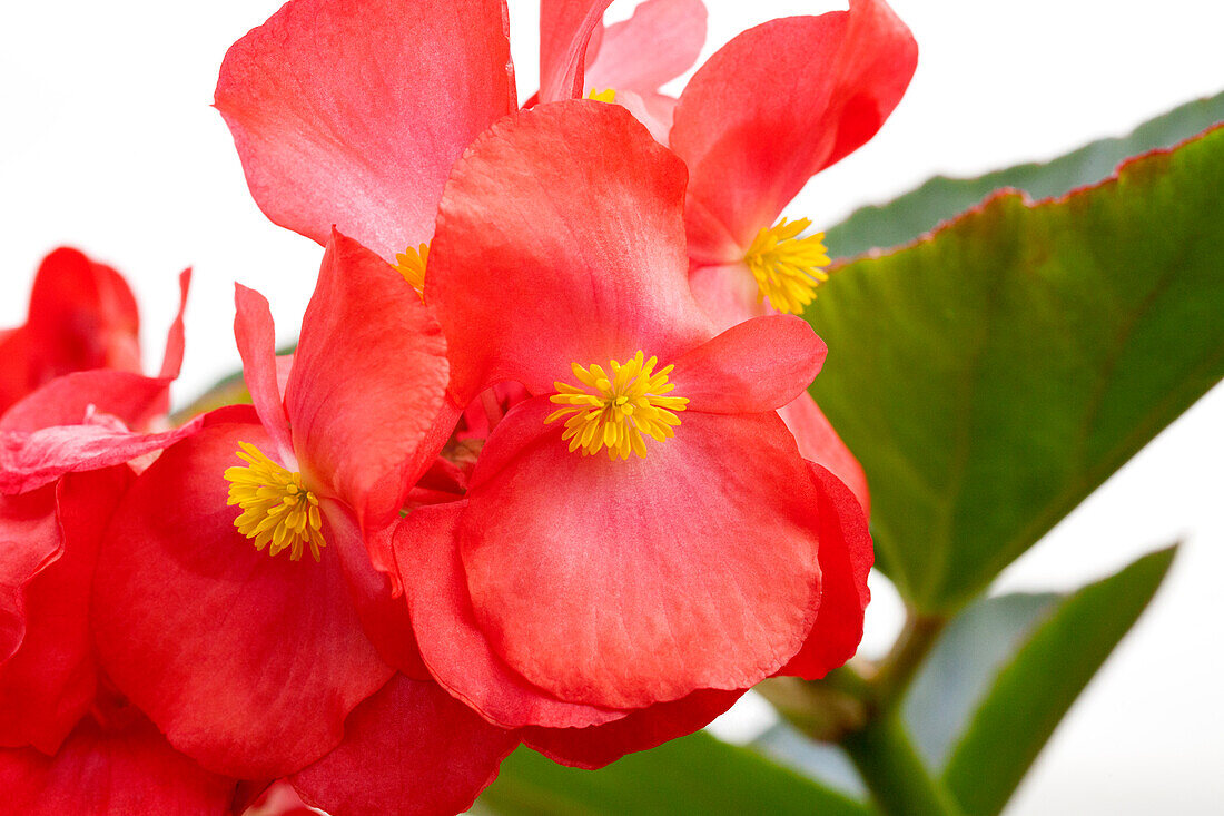 Begonia 'Megawatt Red Green Leaf'