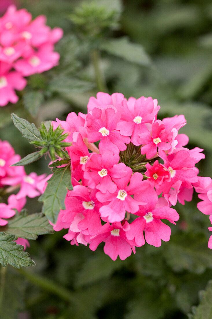 Verbena Samira® 'Bright Pink'