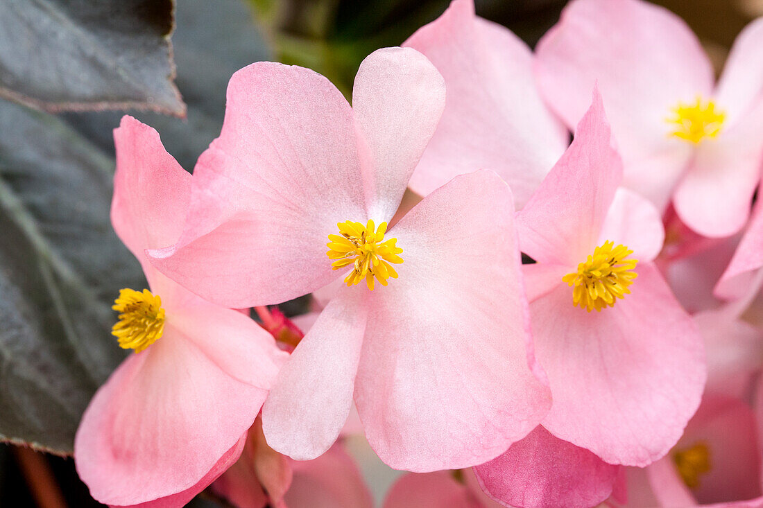 Begonia 'Megawatt Pink Bronze Leaf'