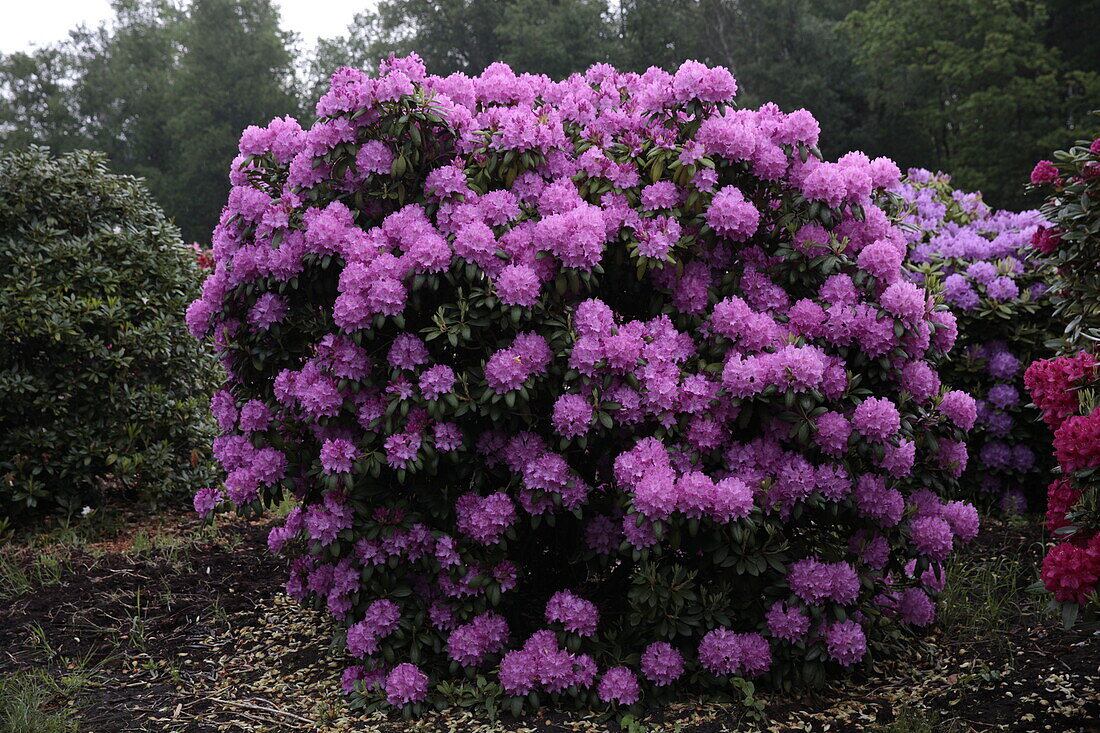 Rhododendron 'Boursault' Catawbiense