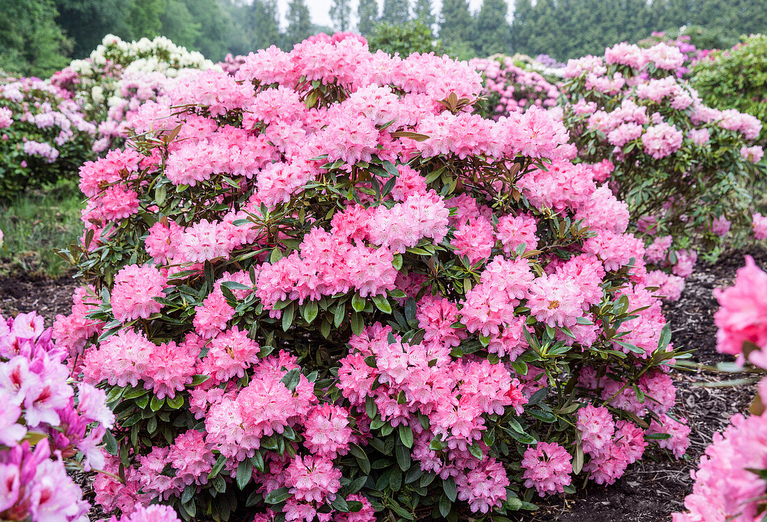 Rhododendron Diadem