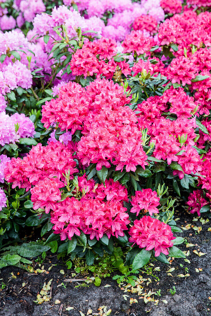 Rhododendron 'Nova Zembla'