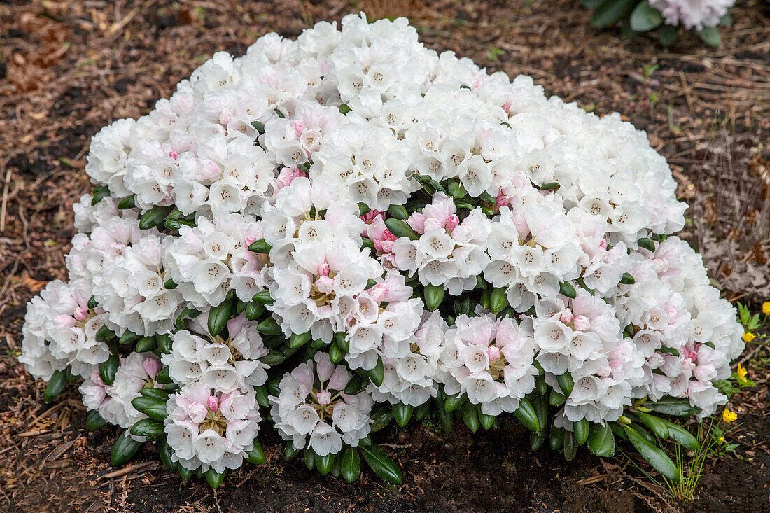 Rhododendron yakushimanum 'Schneekrone'