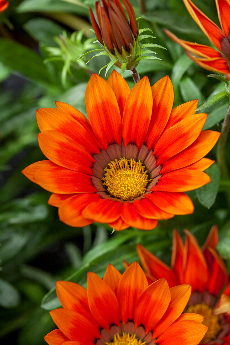 Gazania rigens New Day® Bronze Shades