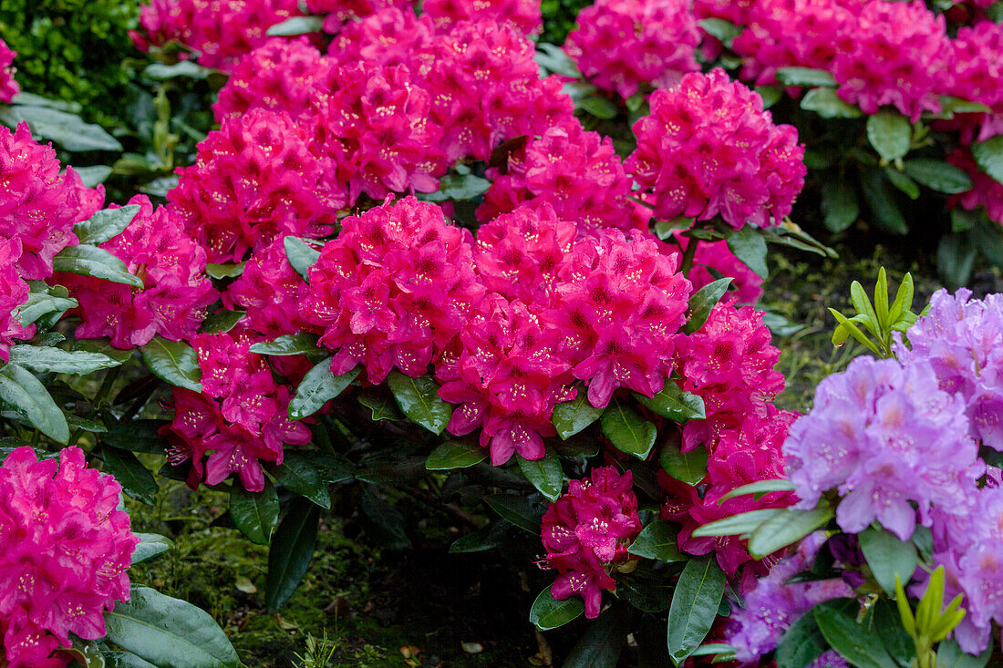 Rhododendron Nova Zembla