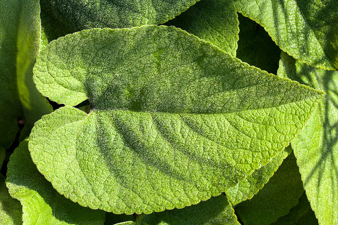 Brunnera macrophylla