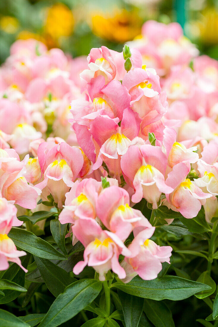 Antirrhinum majus Snapshot 'Pink'