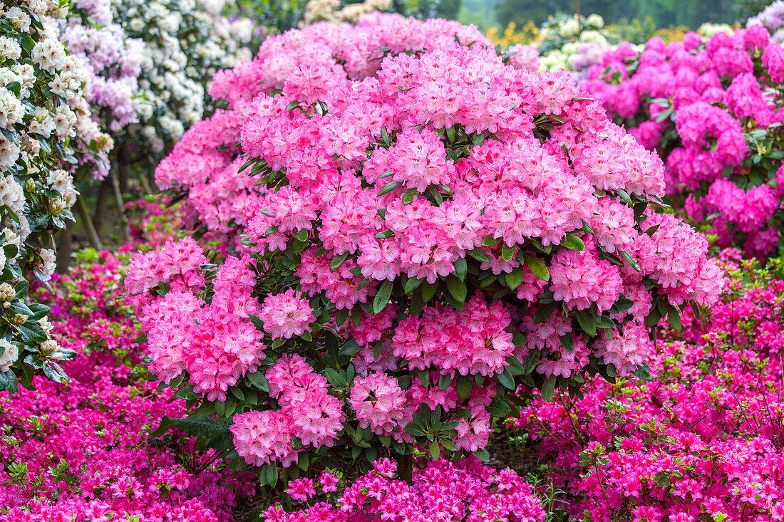 Rhododendron Hybride (großblumig)