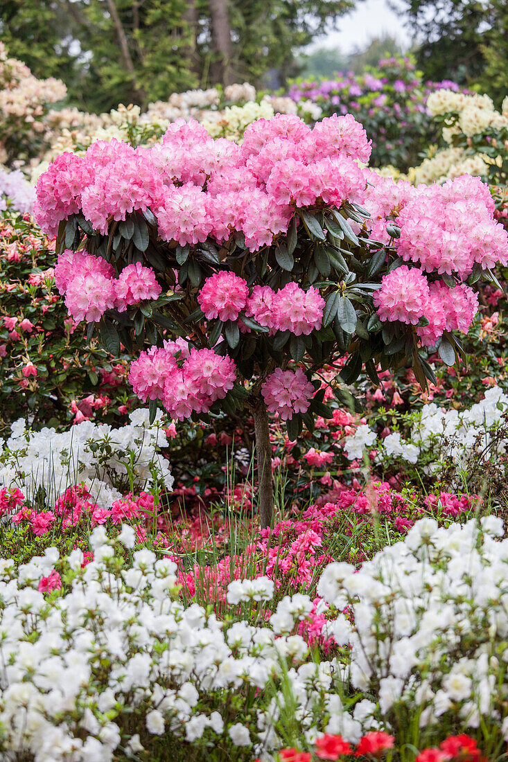 Rhododendron, stem