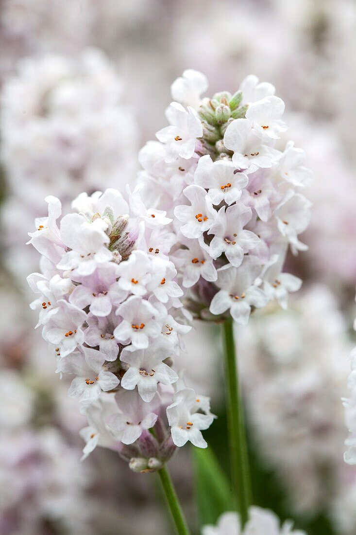 Lavandula angustifolia Ellagance 'Snow'