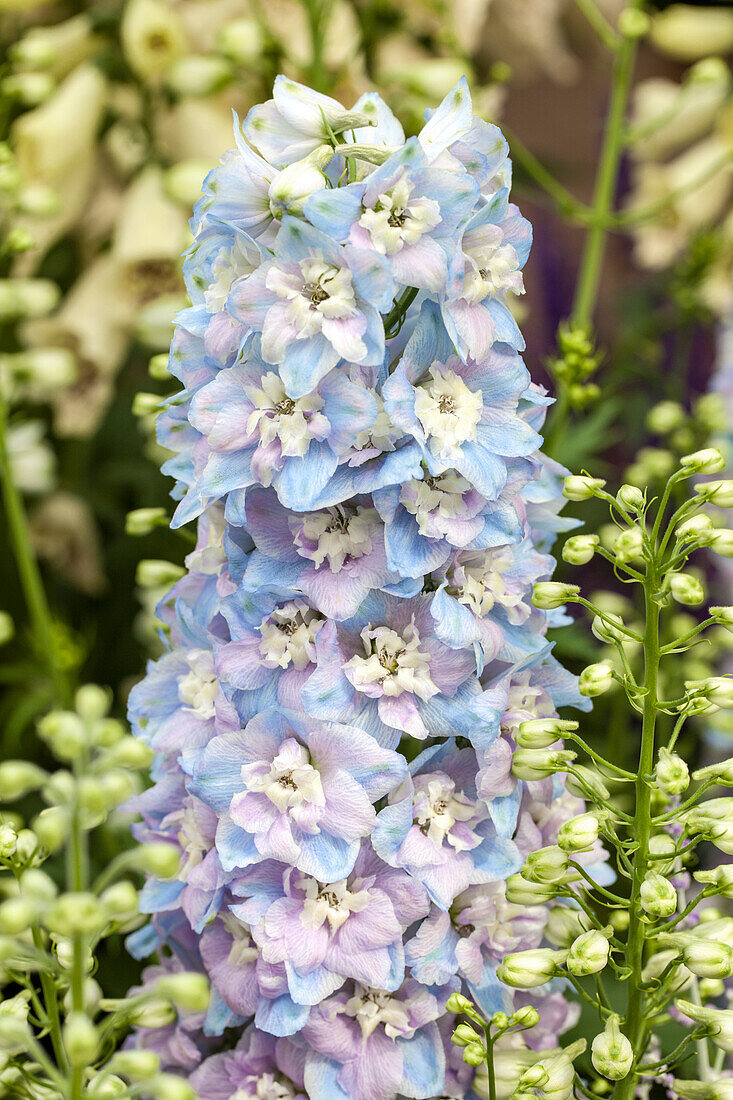 Delphinium x elatum Guardian Lavender