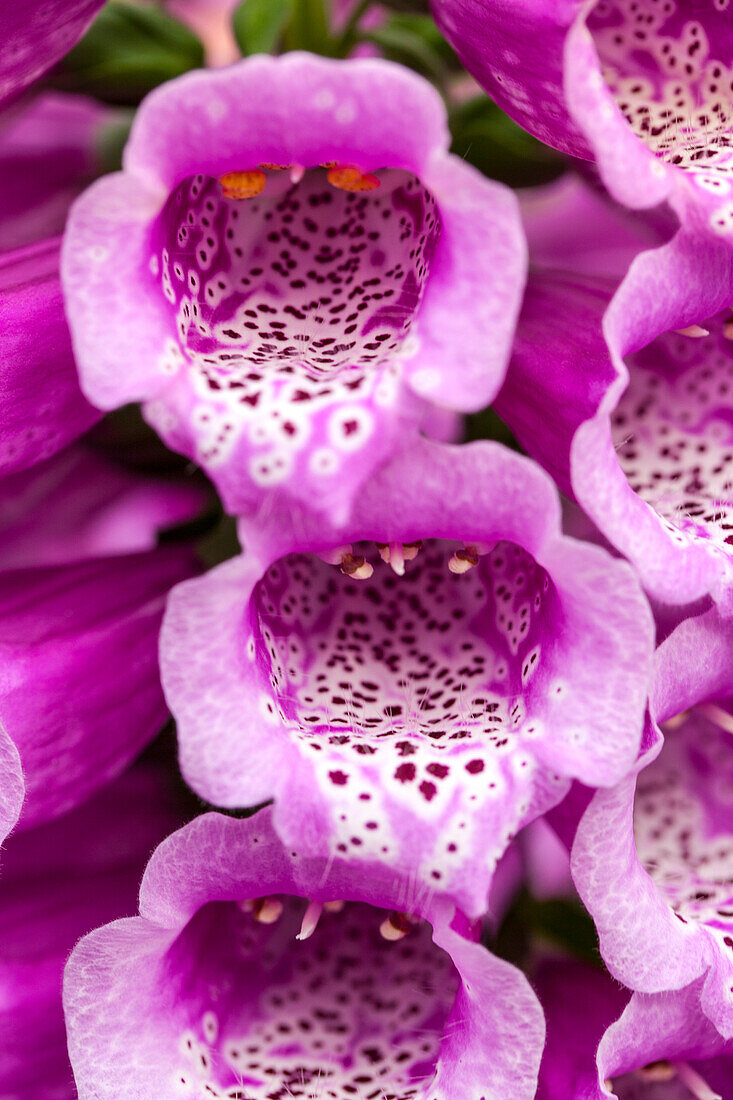 Digitalis purpurea Dalmatian Purple