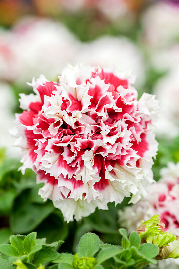 Petunia grandiflora Pirouette 'Red'