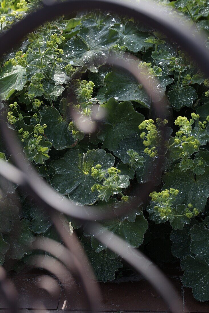 Alchemilla mollis