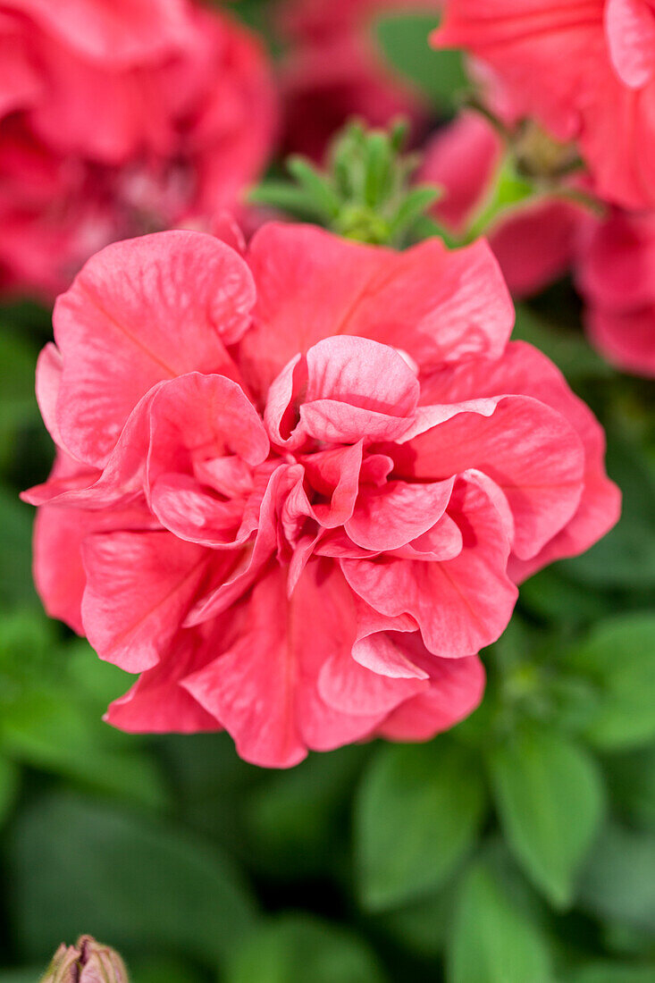 Petunia Duo Salmon